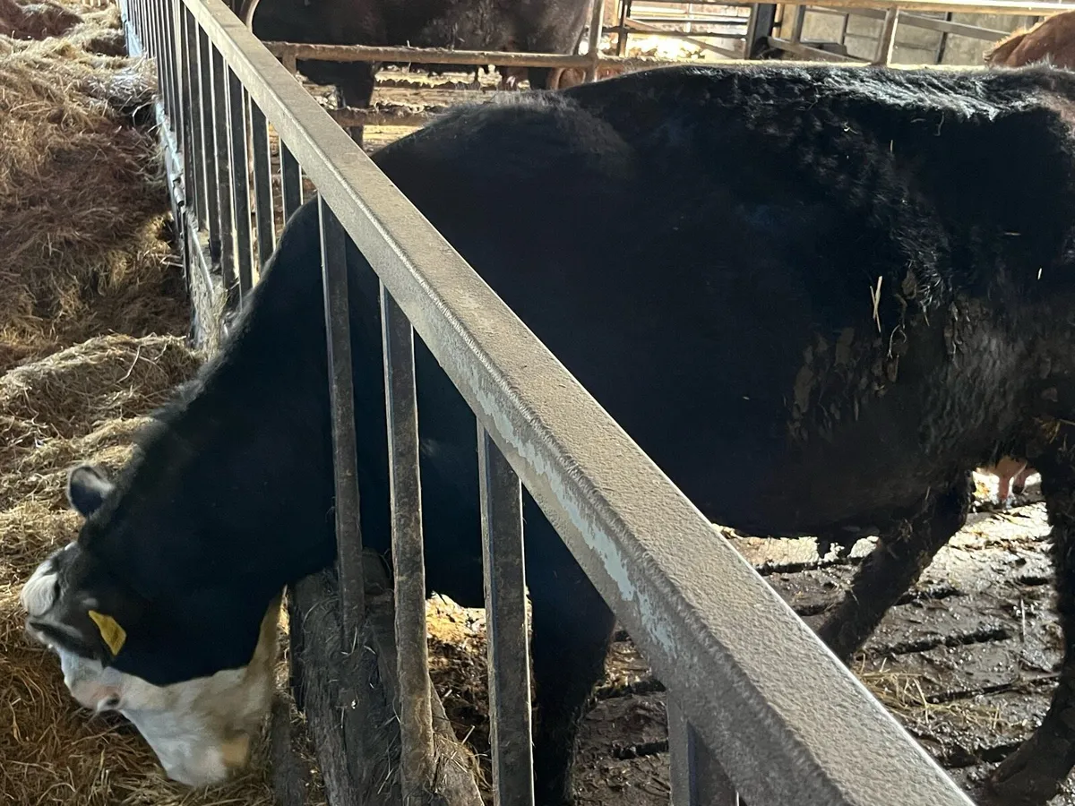 Fully organic black white head cow and calf - Image 2