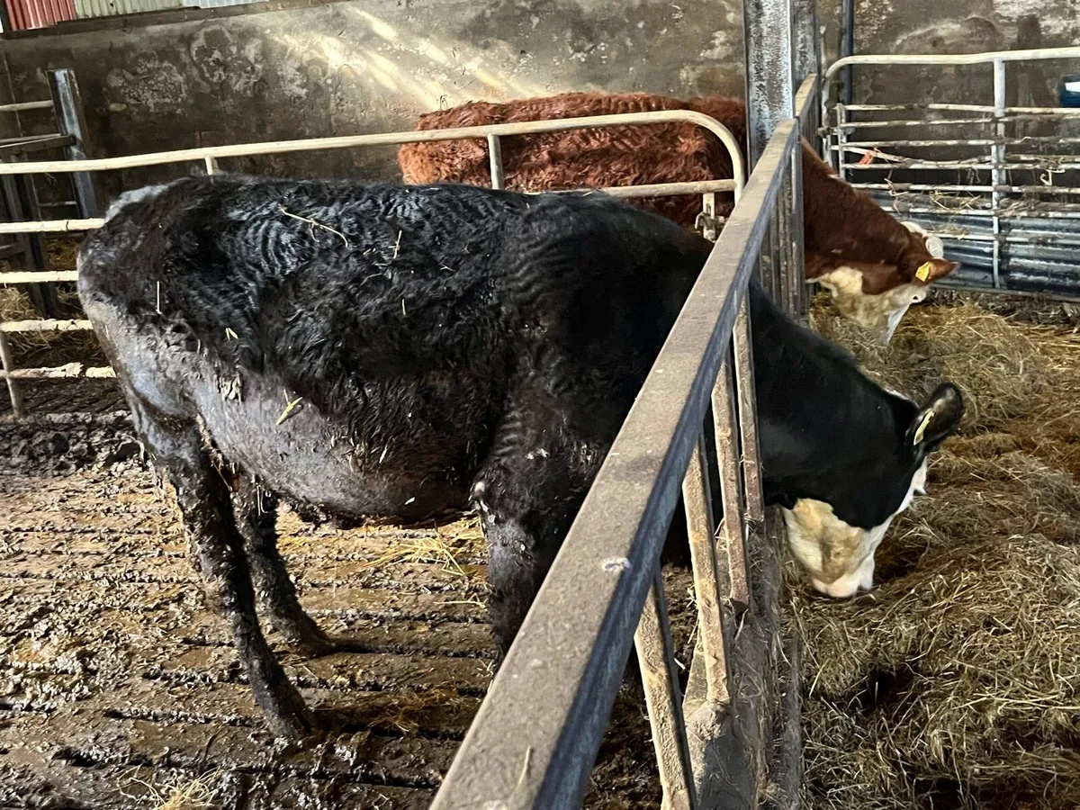 Fully organic black white head cow and calf - Image 3