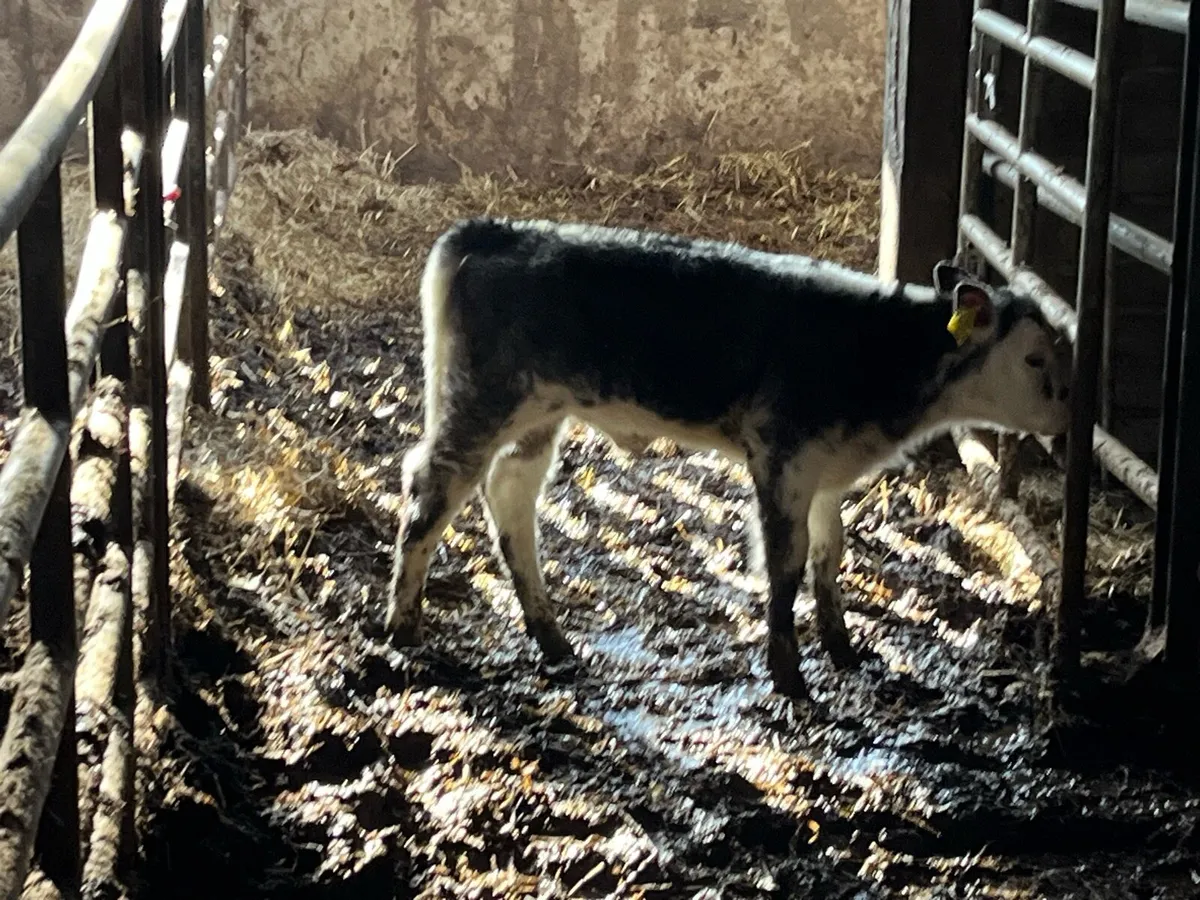 Fully organic black white head cow and calf - Image 4