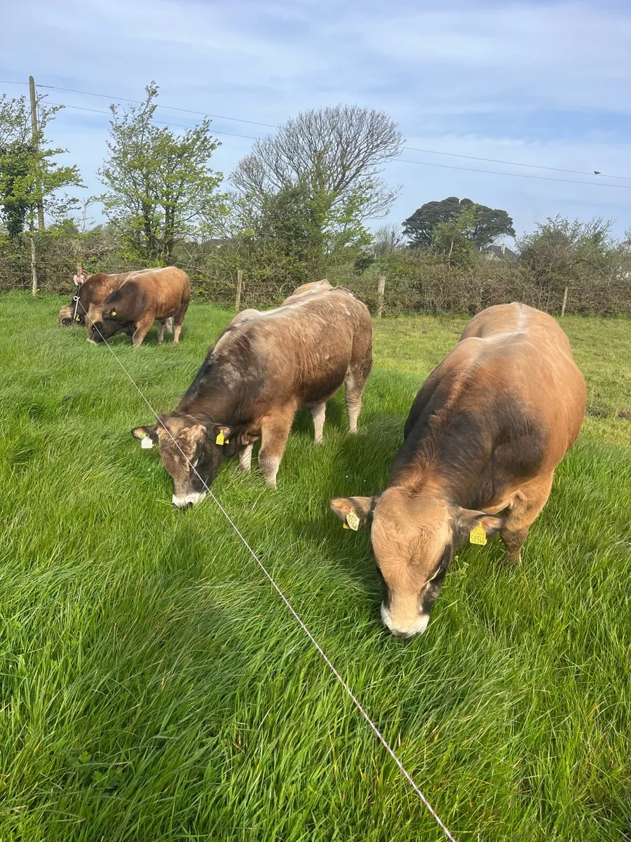 Pedigree Aubrac Bulls - Image 1