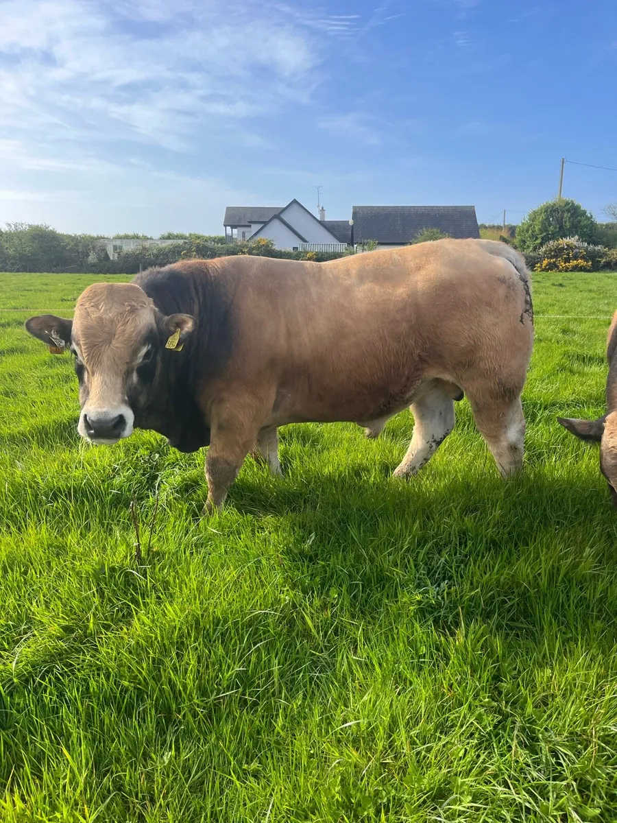 Pedigree Aubrac Bulls - Image 2