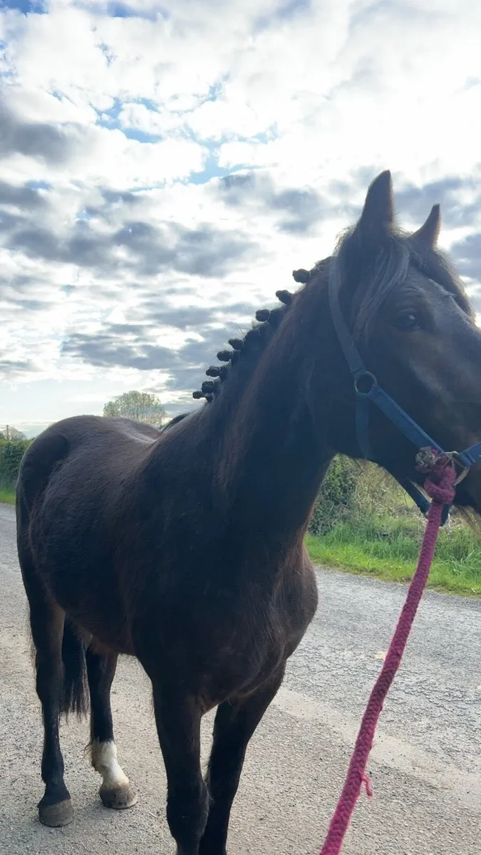 3 year old connemara x cob - Image 1