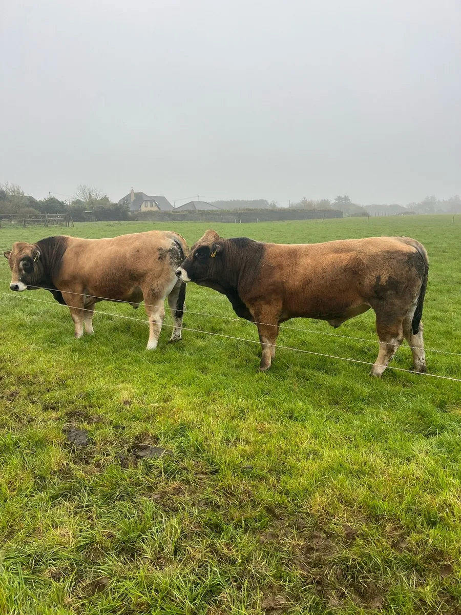 Pedigree Aubrac Bulls - Image 4