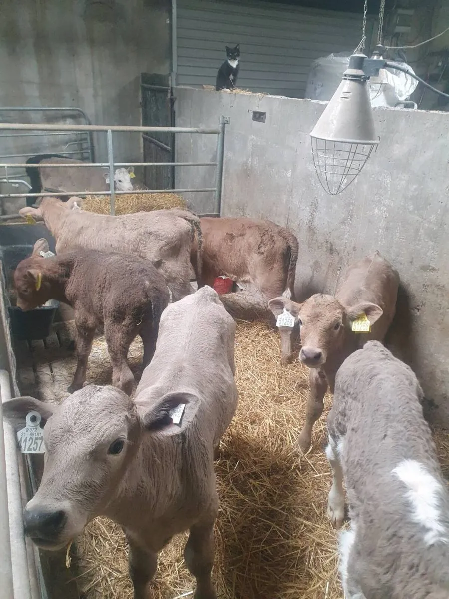 Calves - Image 1