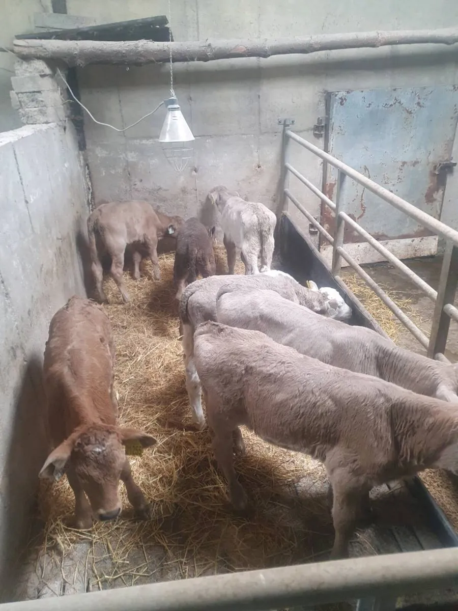 Calves - Image 2