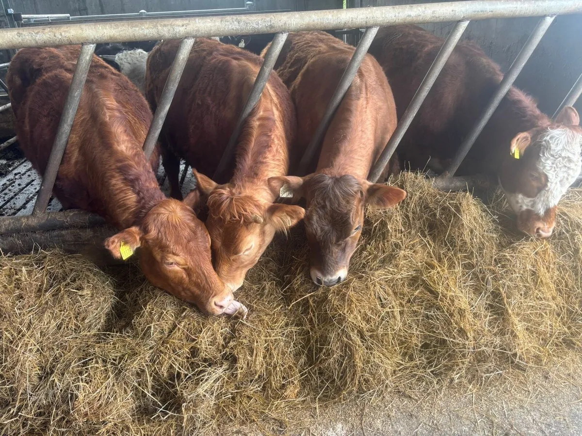 Ballina/Sligo Mart Tuesday 28th April - Image 1