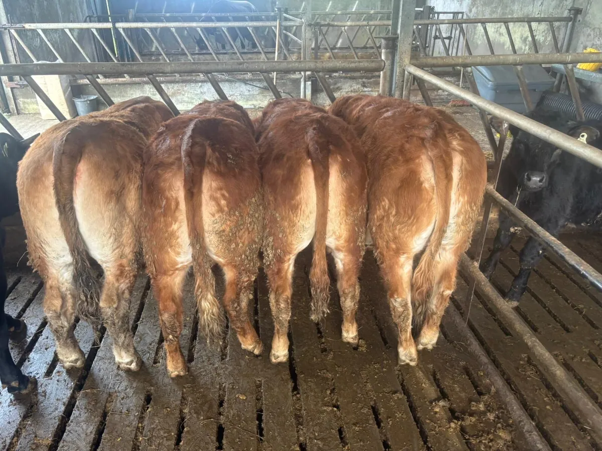 Ballina/Sligo Mart Tuesday 28th April - Image 2