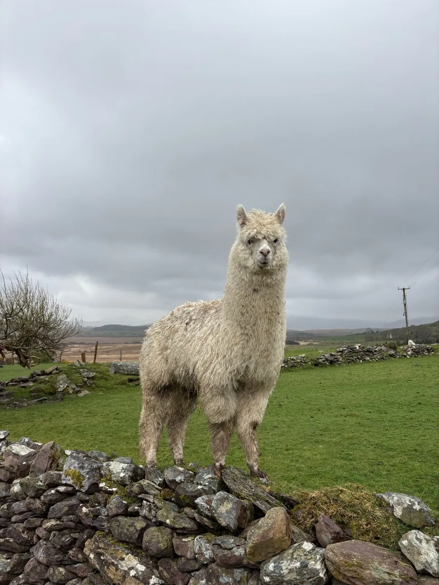 Young male alpacas - Image 1