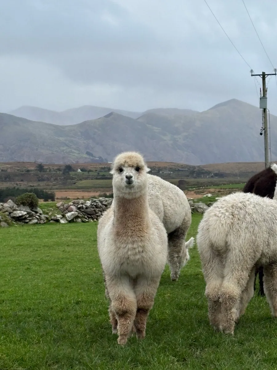 Young male alpacas - Image 2