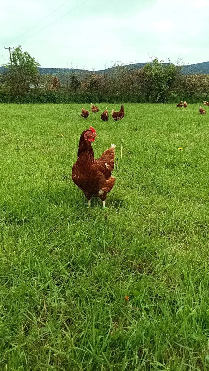 Lohmann Brown Pullets (20 weeks old) - Image 1