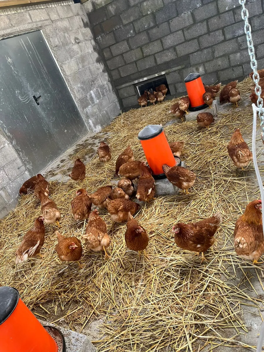 Lohmann Brown Pullets (20 weeks old) - Image 2