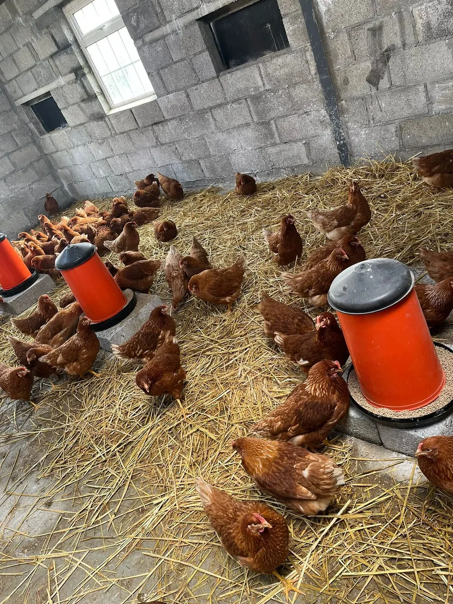 Lohmann Brown Pullets (20 weeks old) - Image 3