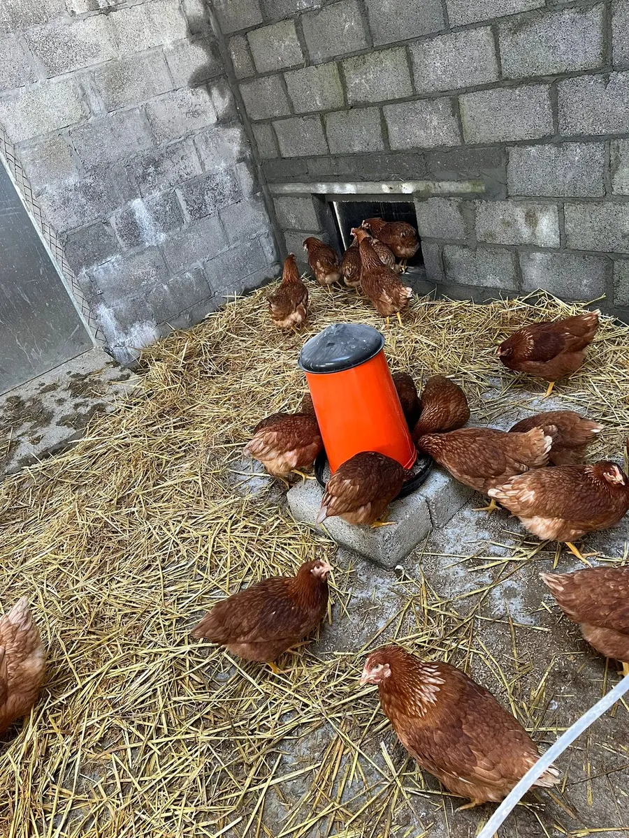 Lohmann Brown Pullets (20 weeks old) - Image 4