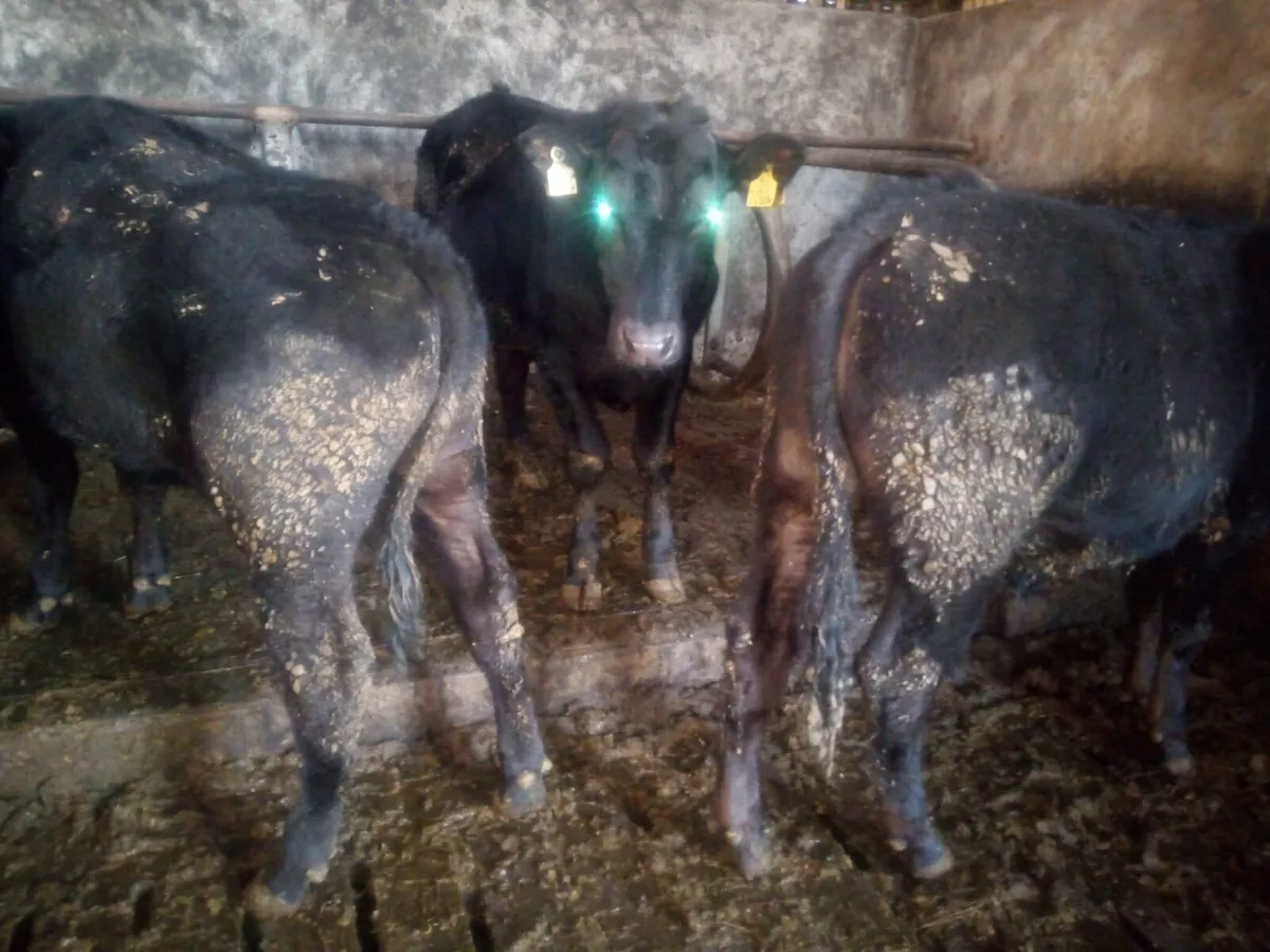 4 Limousin Bullocks - Image 2