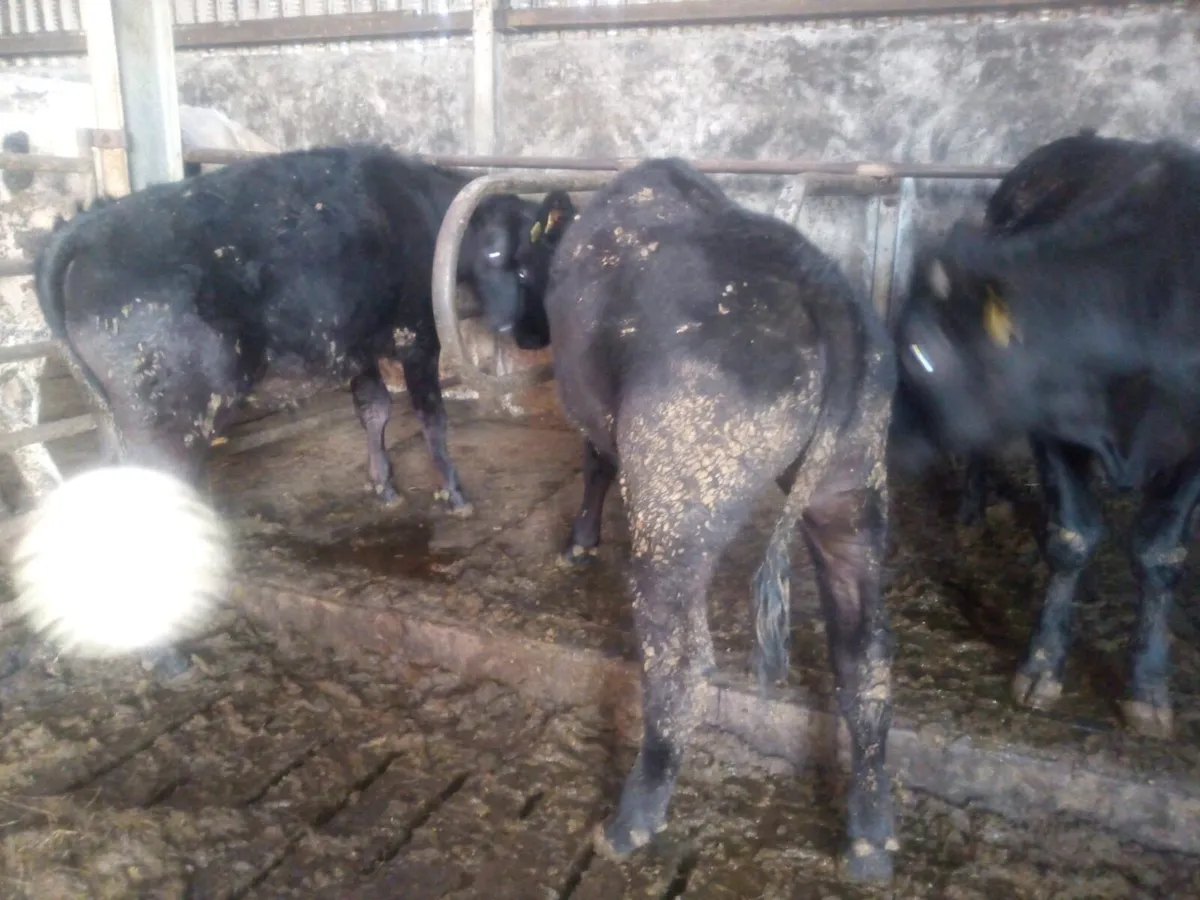 4 Limousin Bullocks - Image 3