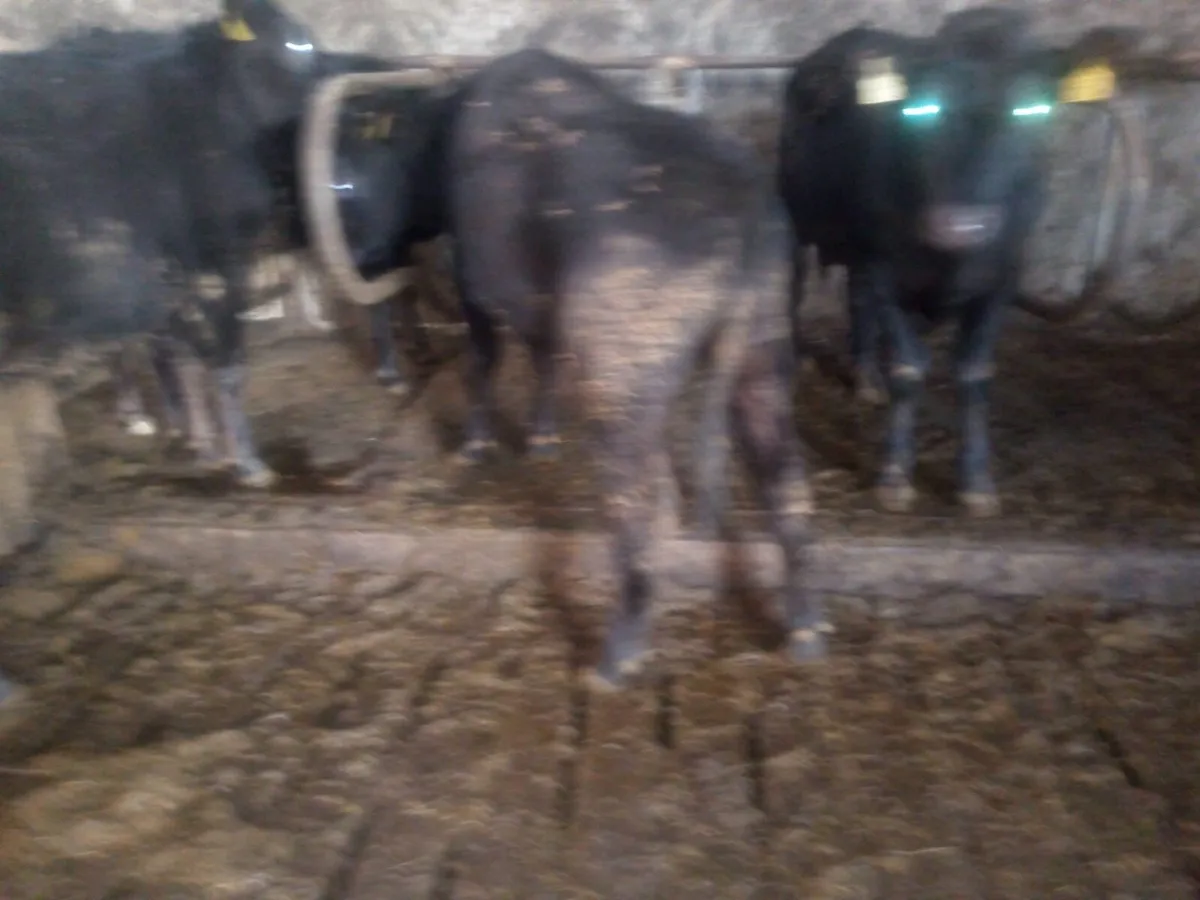 4 Limousin Bullocks - Image 4