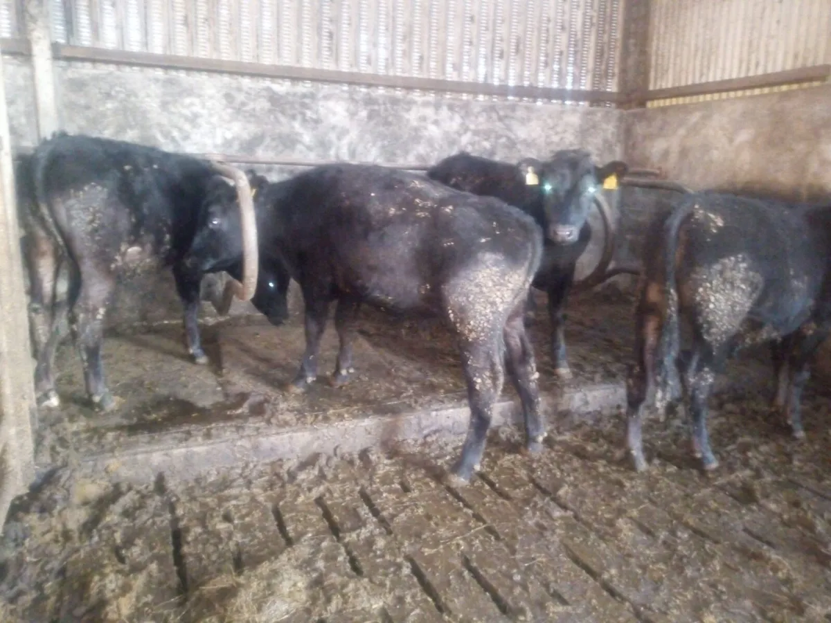 4 Limousin Bullocks - Image 1