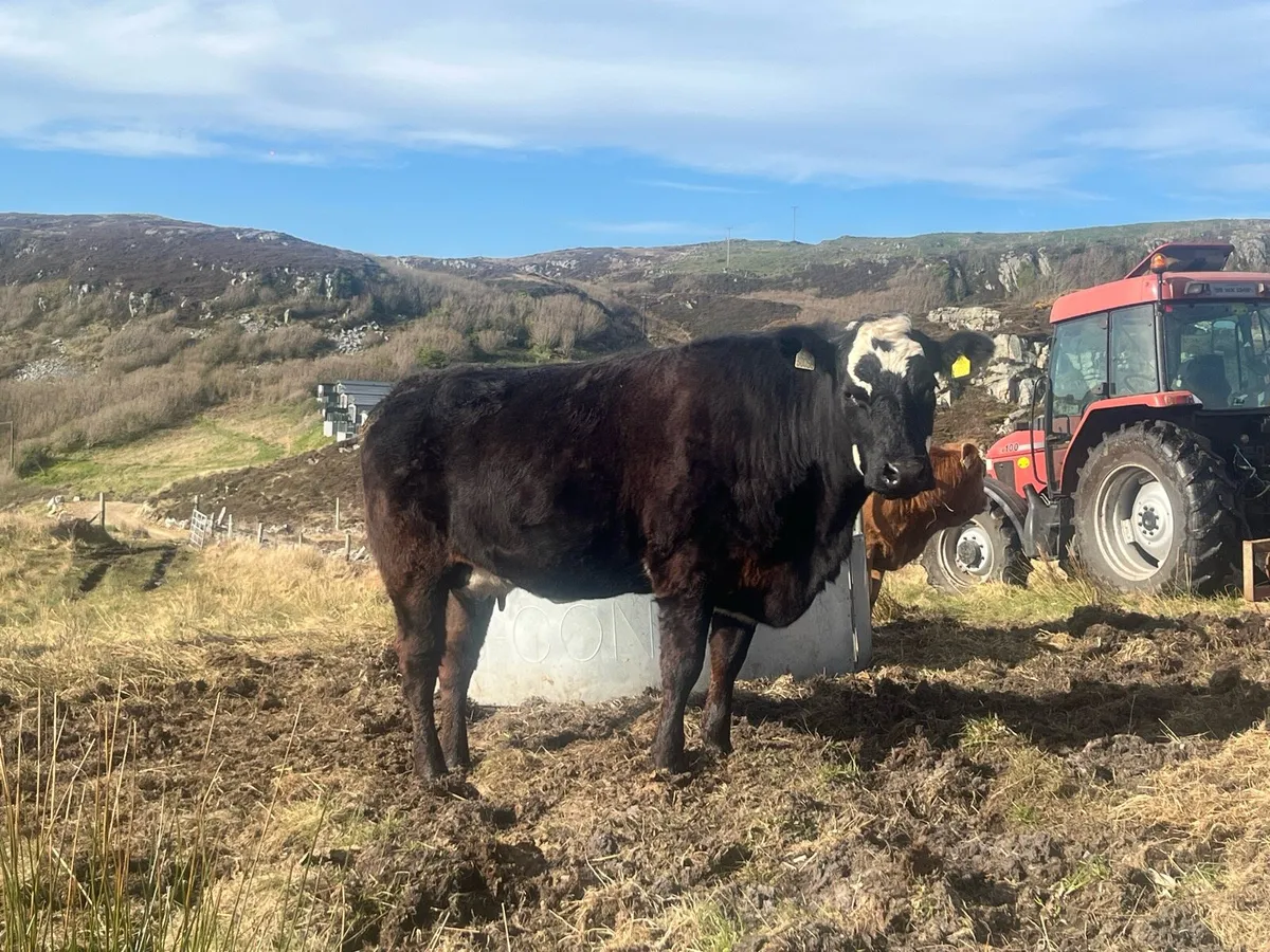 Cow and calf - Image 3