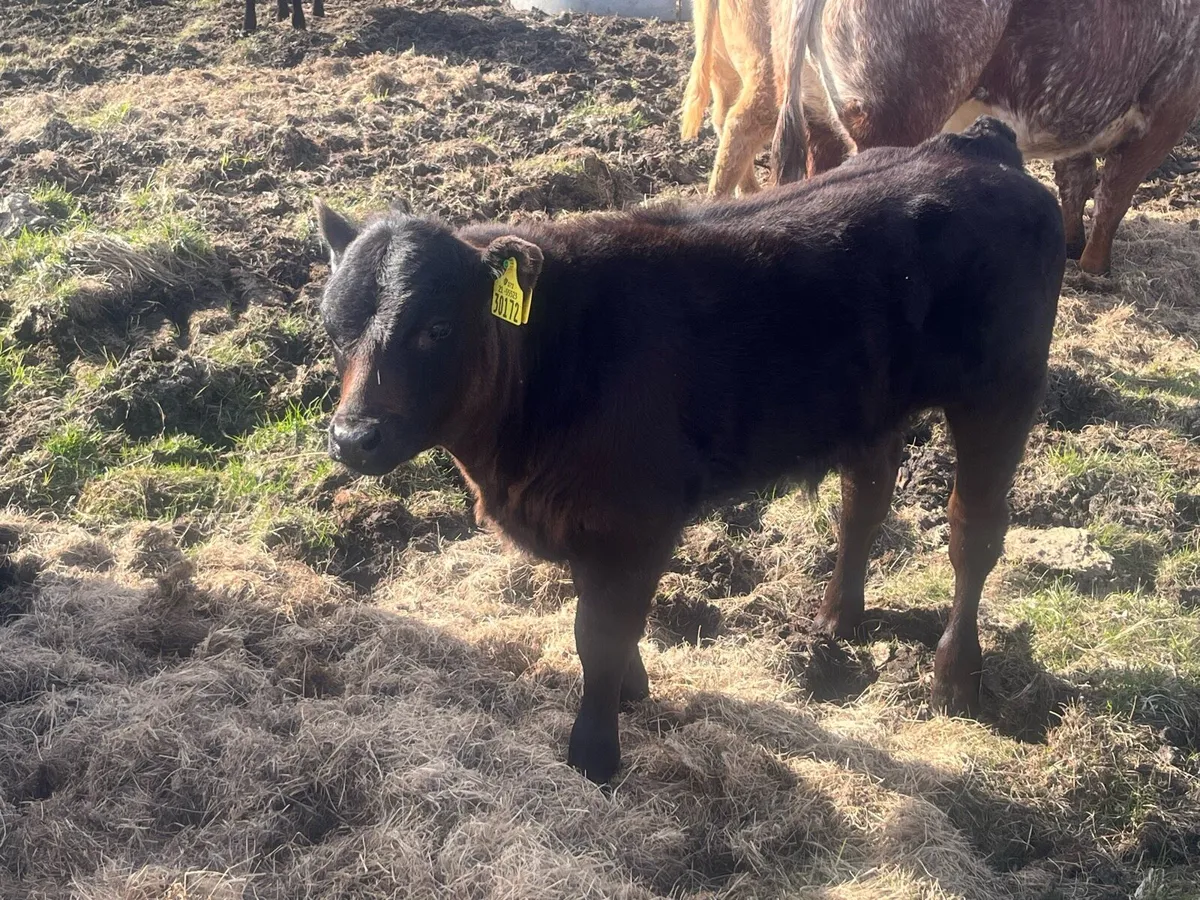 Cow and calf - Image 4