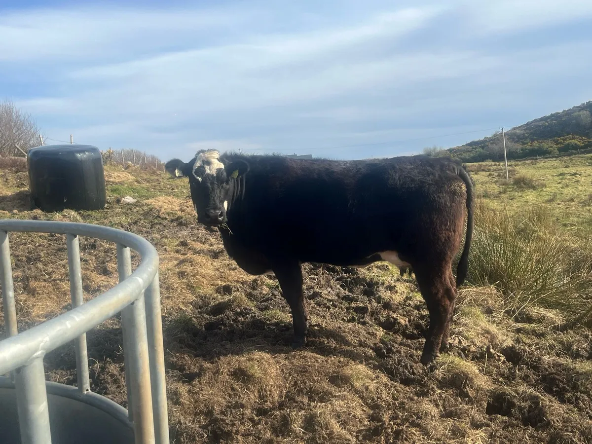 Cow and calf - Image 1