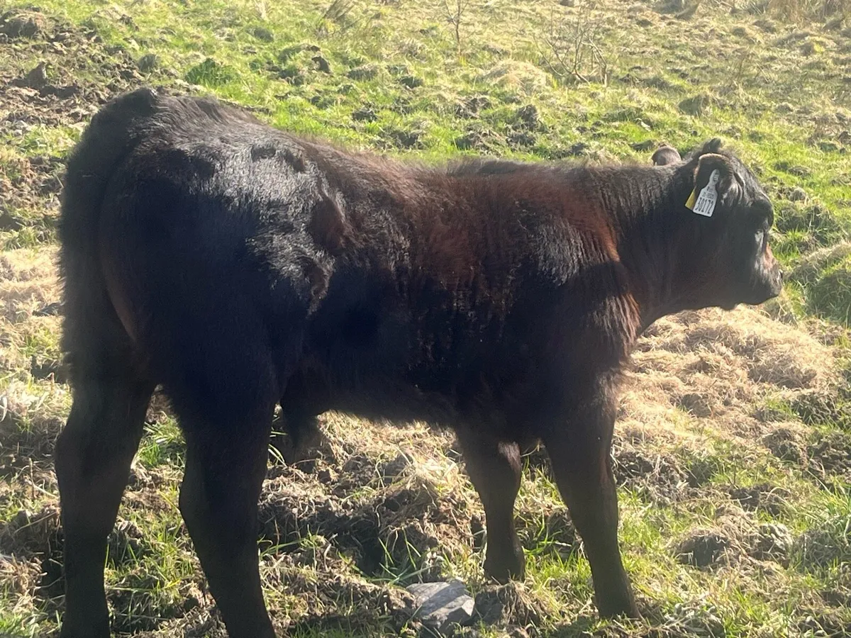 Cow and calf - Image 2