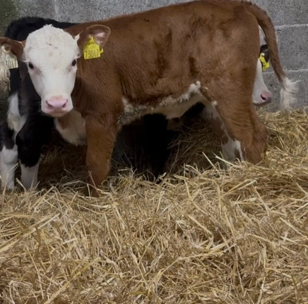 6 outstanding heifers - Image 1