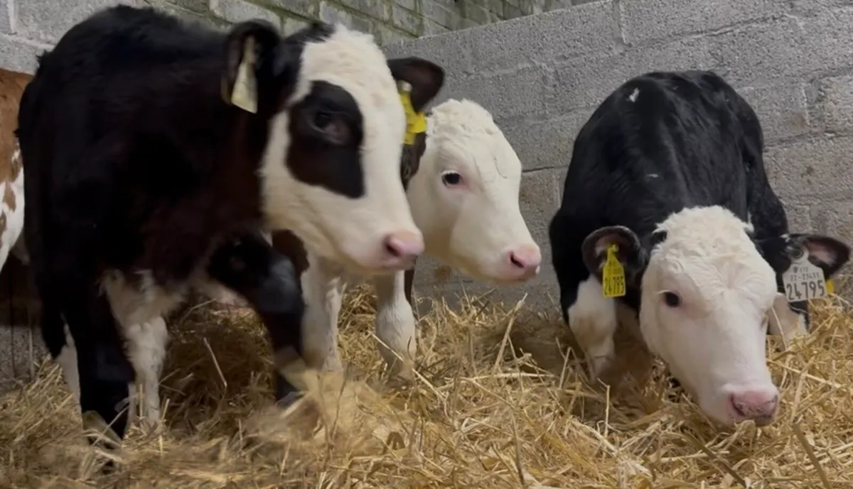 6 outstanding heifers - Image 2