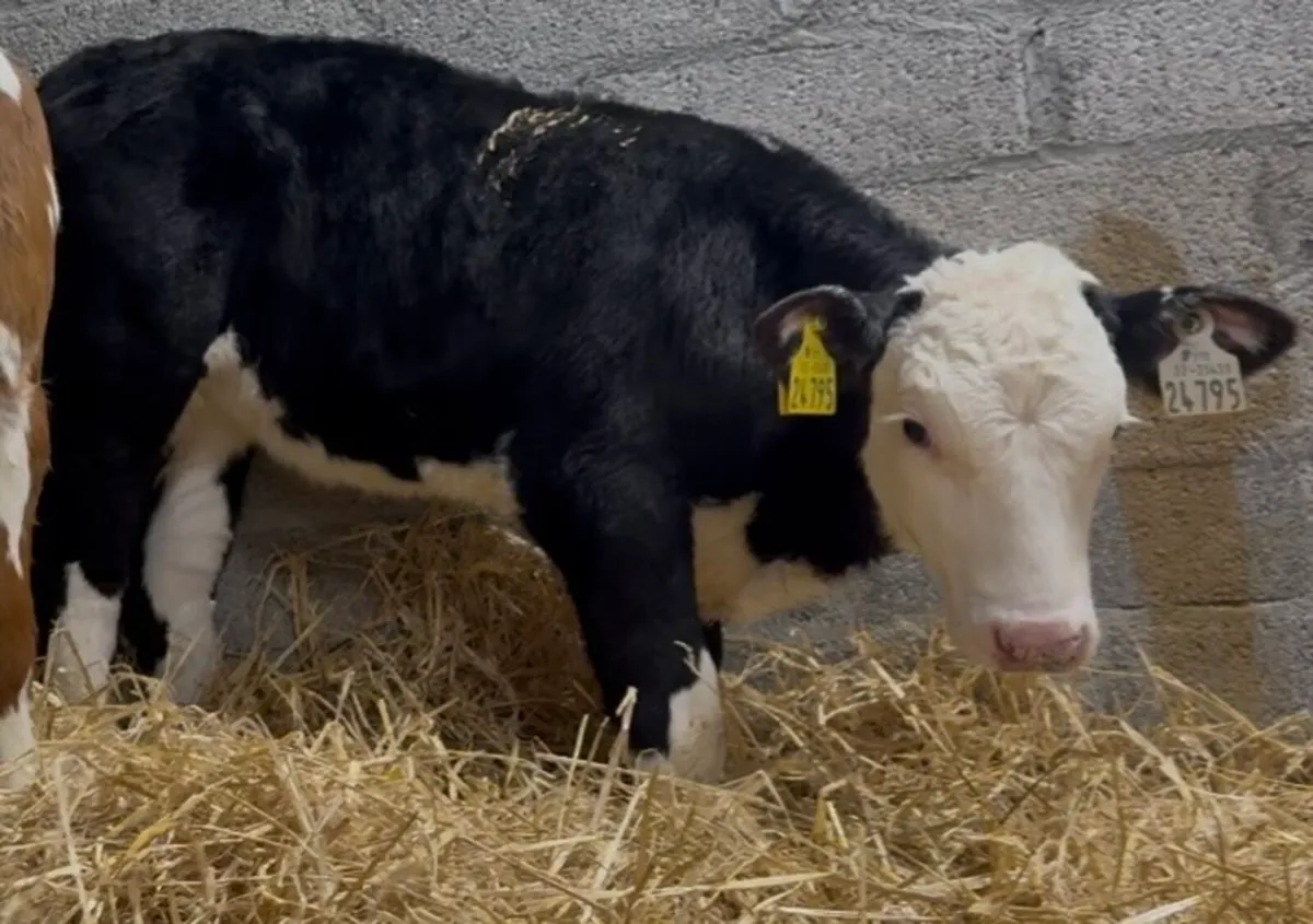 6 outstanding heifers - Image 3