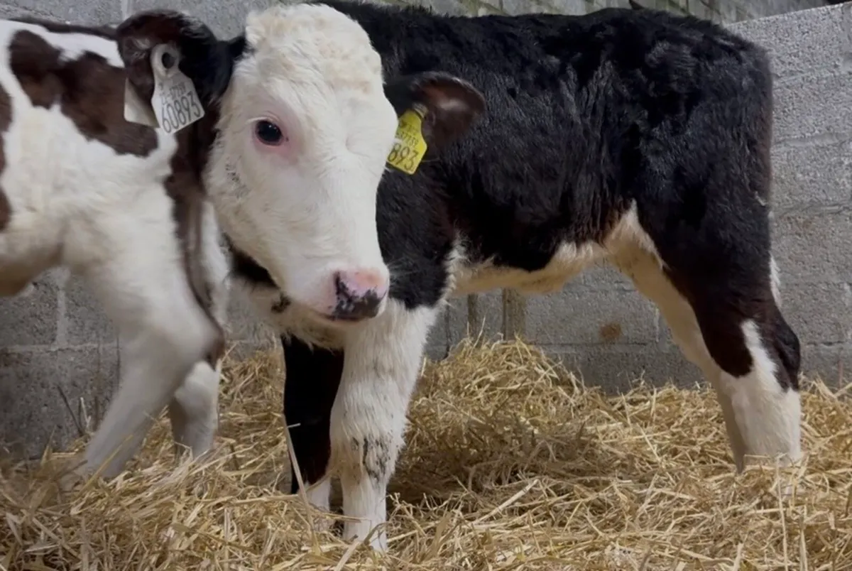 6 outstanding heifers - Image 4