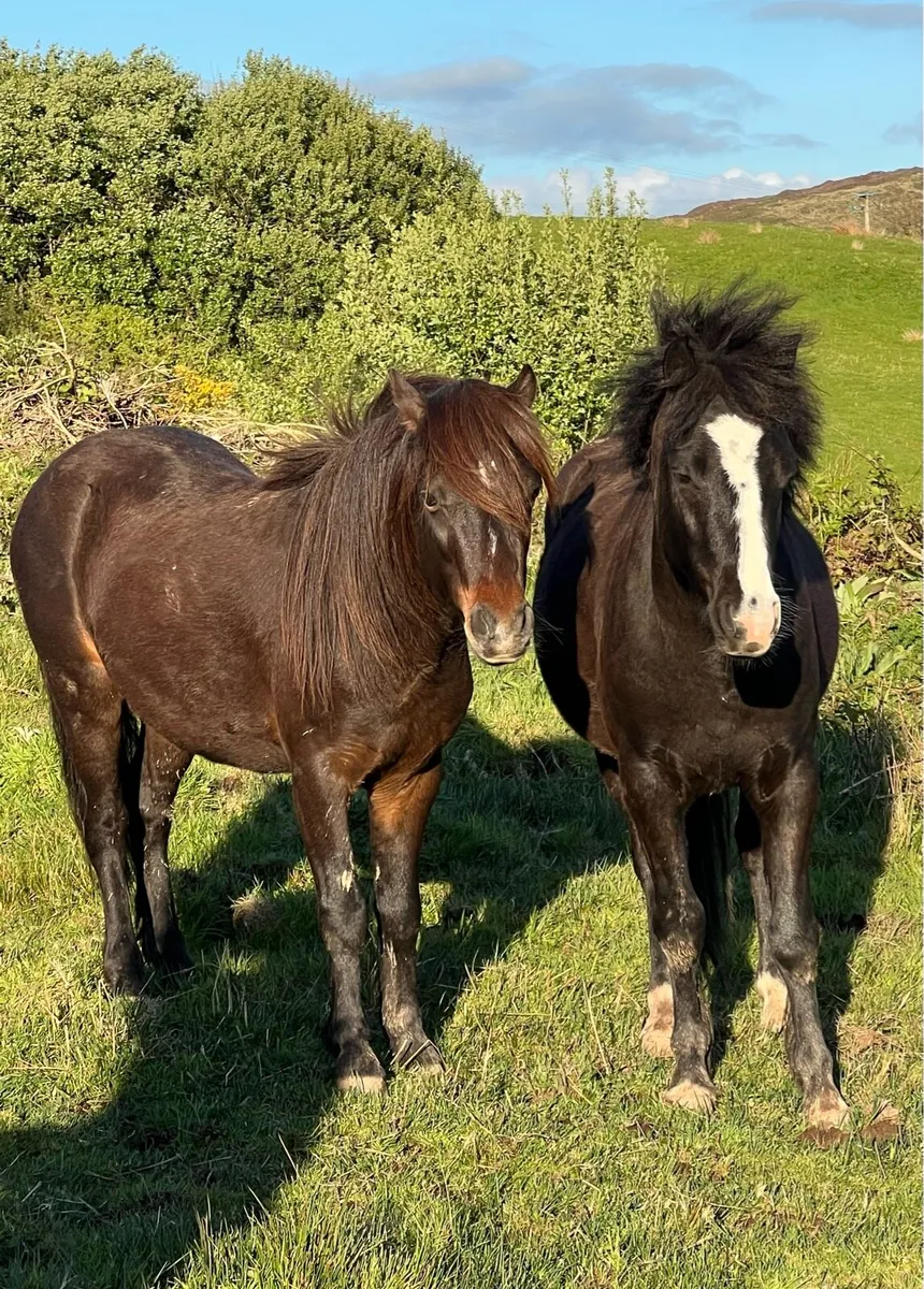Selection of Kerry Bog ponies - Image 1