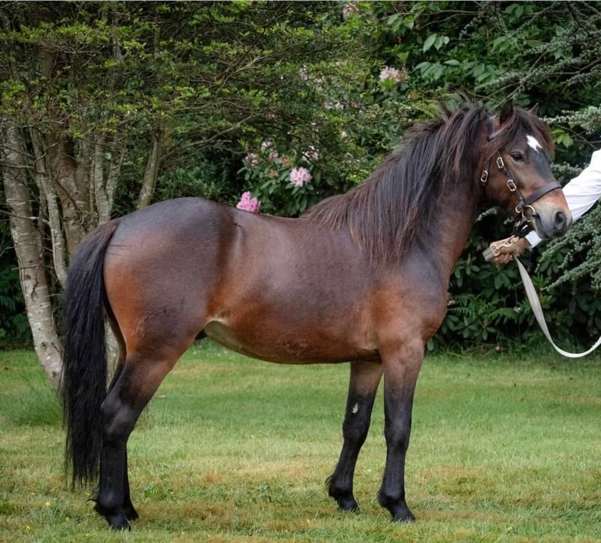 Selection of Kerry Bog ponies - Image 2