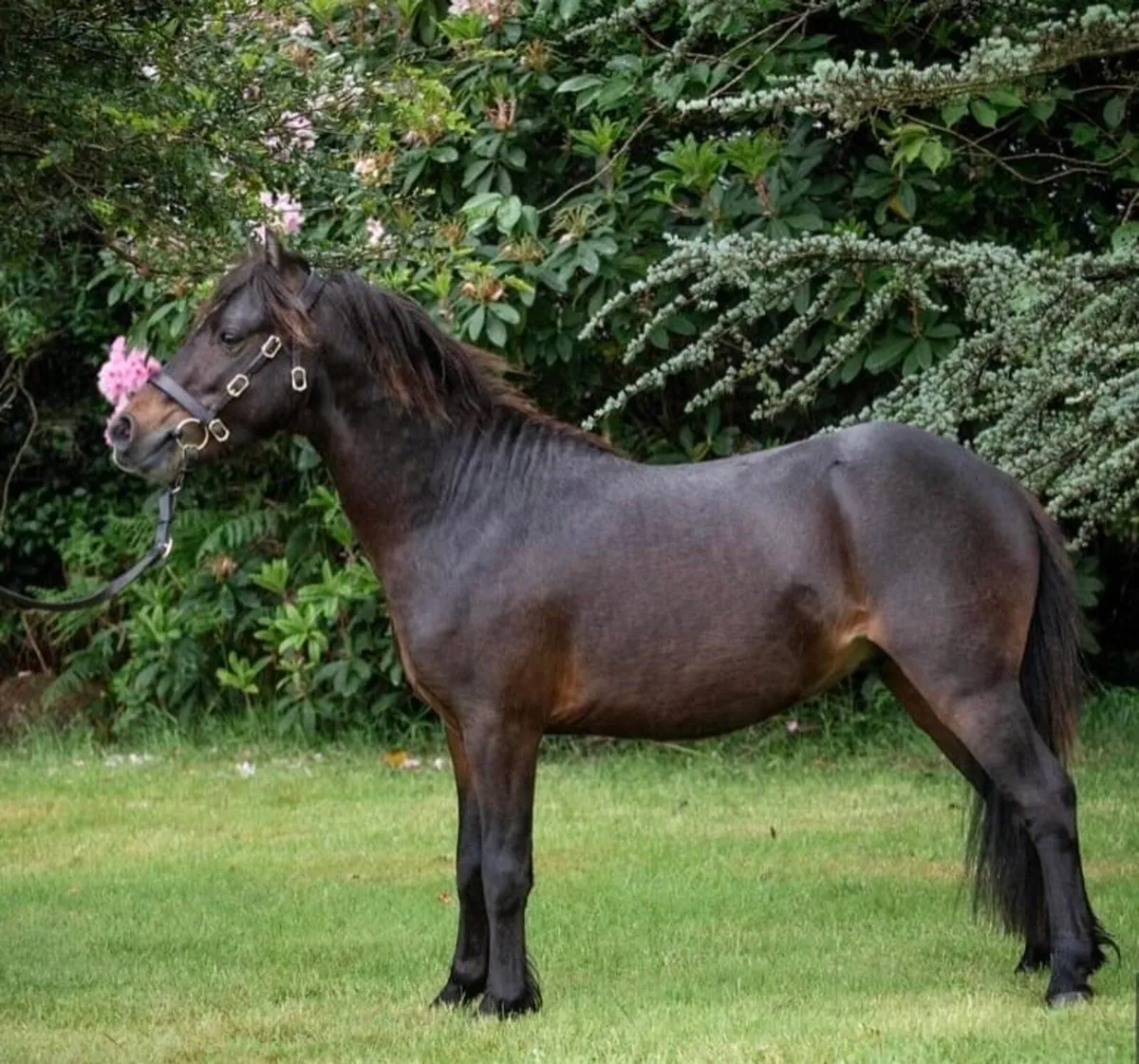 Selection of Kerry Bog ponies - Image 3