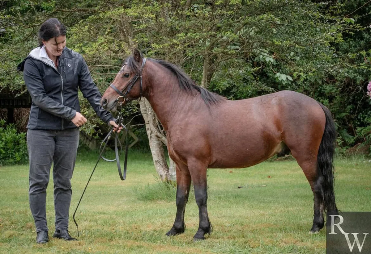 Selection of Kerry Bog ponies - Image 4