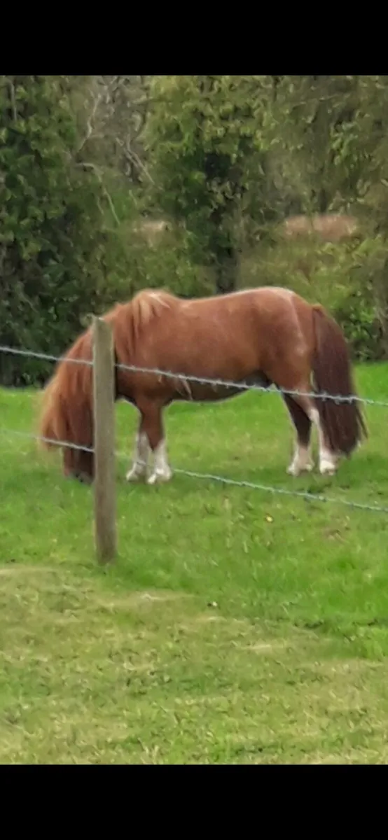 Falabella Stallion - Image 3