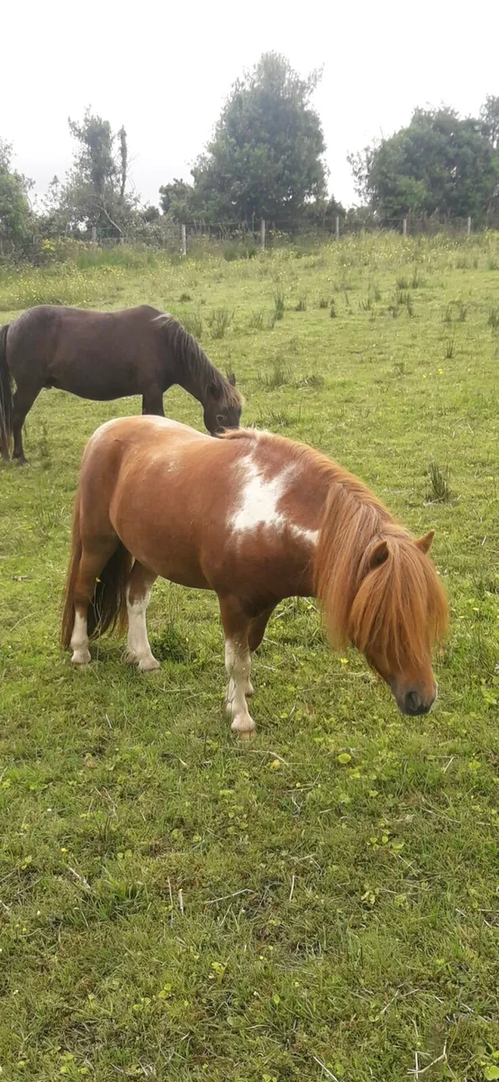 Falabella Stallion - Image 2