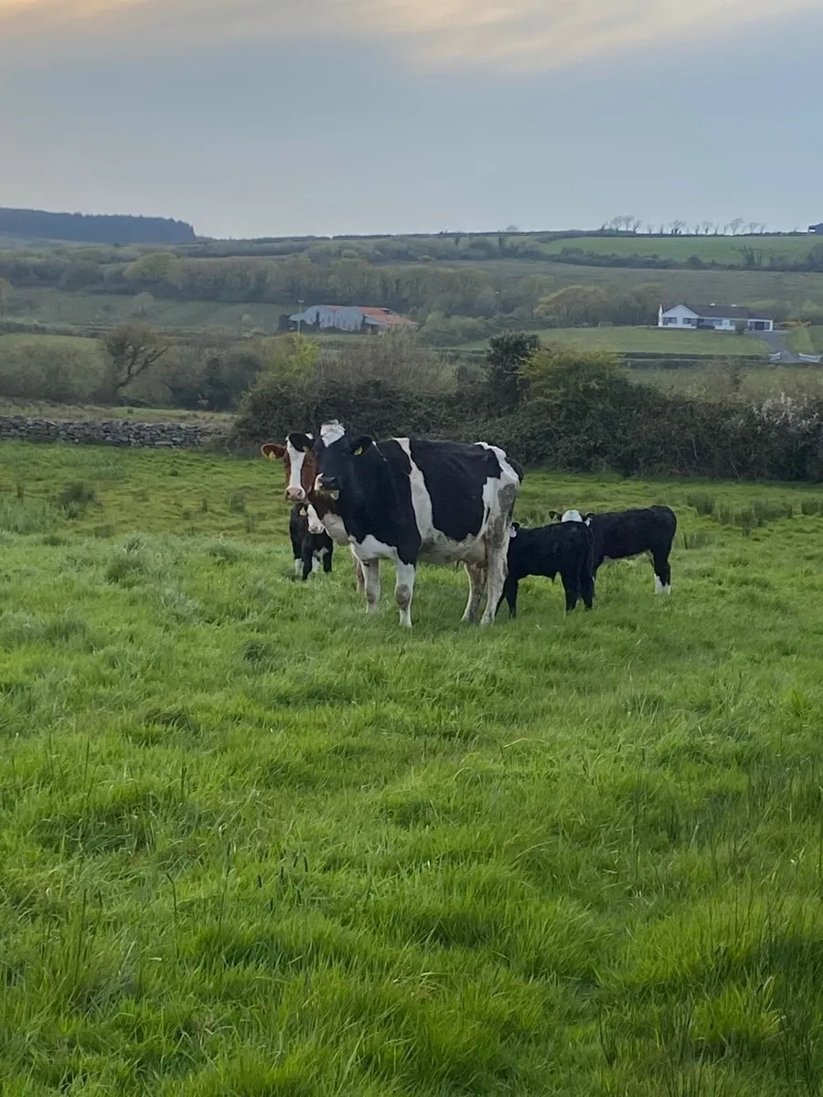 Freisan cows suitable for feeding calves - Image 1