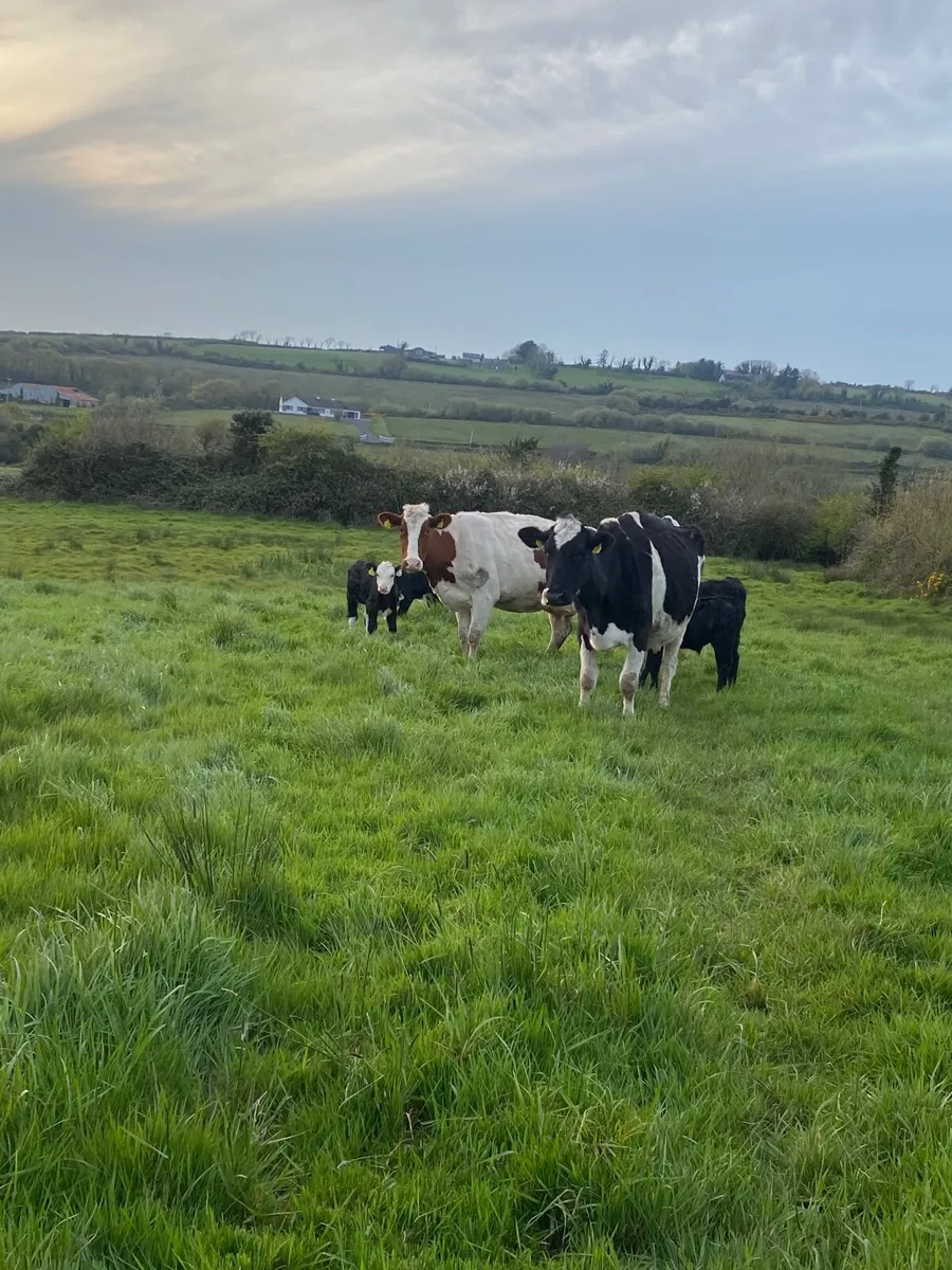 Freisan cows suitable for feeding calves - Image 2