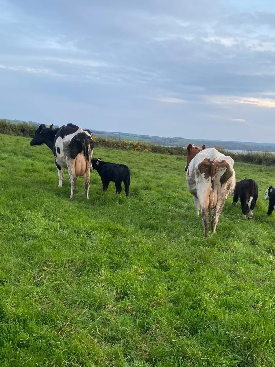 Freisan cows suitable for feeding calves - Image 3