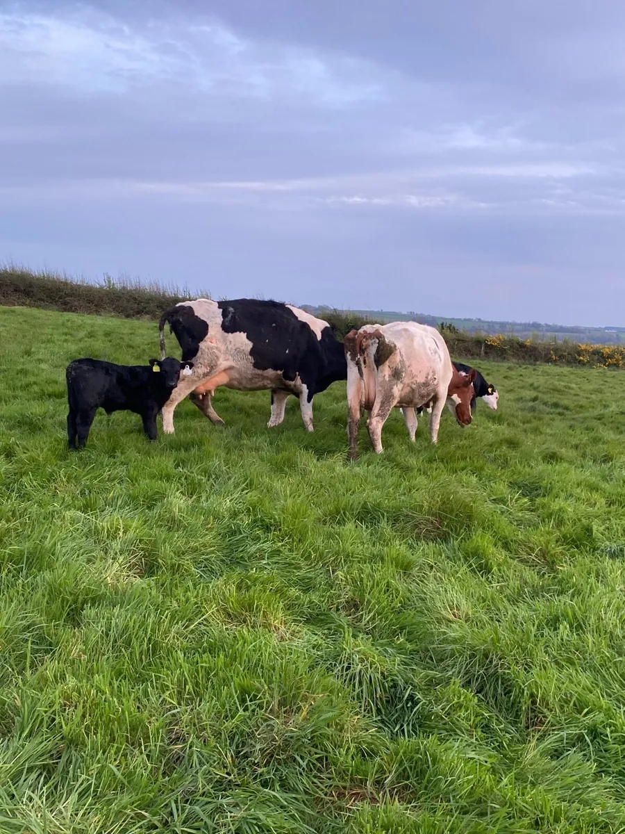 Freisan cows suitable for feeding calves - Image 4