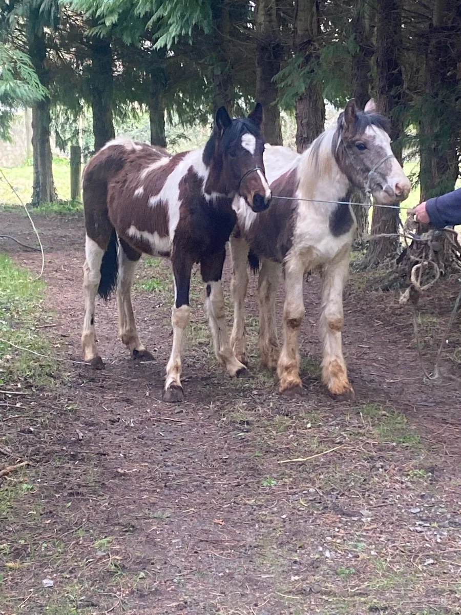 Half bred colts - Image 1