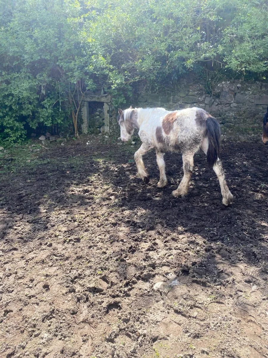 Half bred colts - Image 2