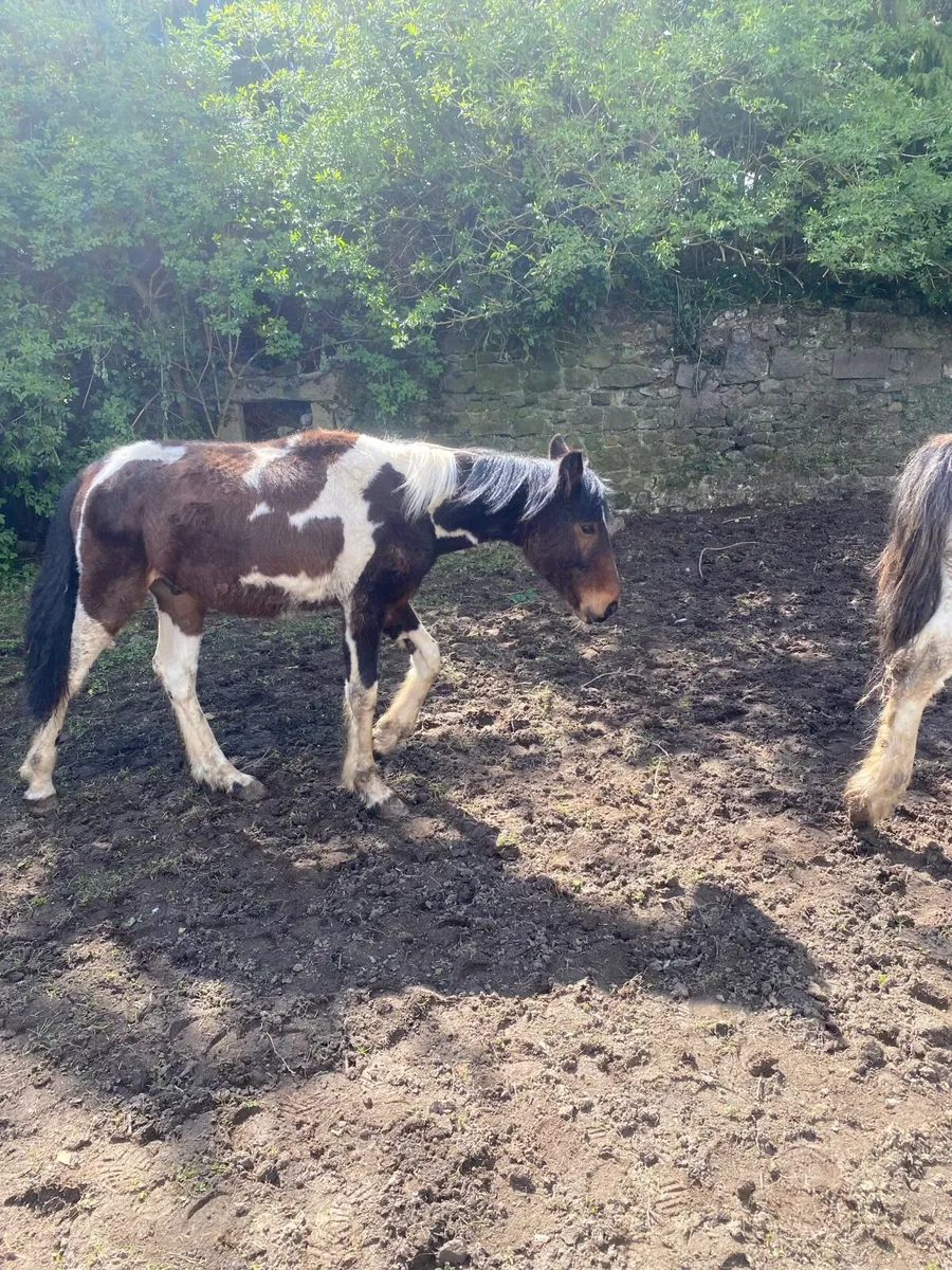 Half bred colts - Image 3