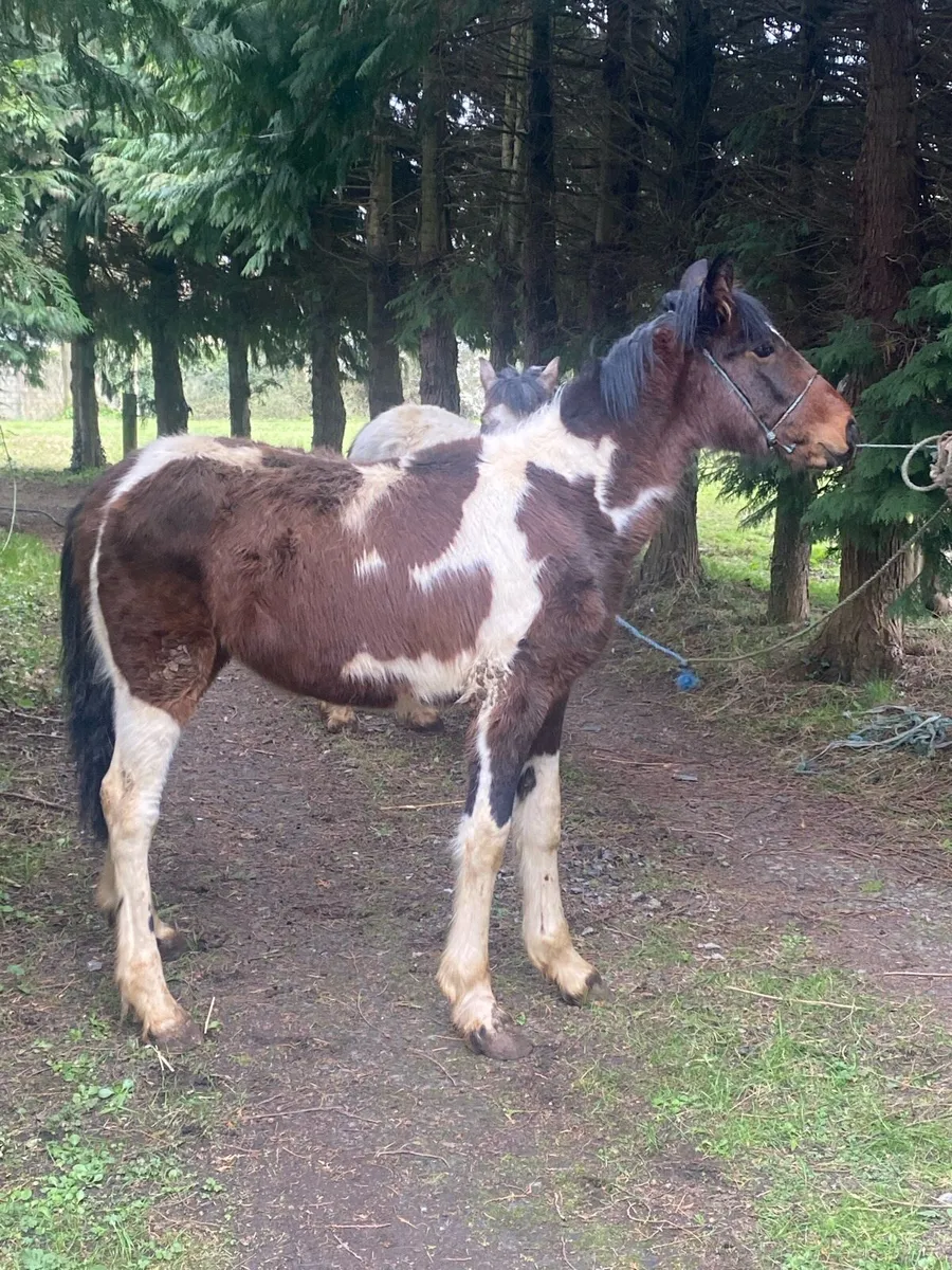 Half bred colts - Image 4