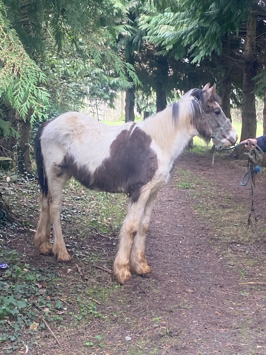 Half bred colt - Image 3