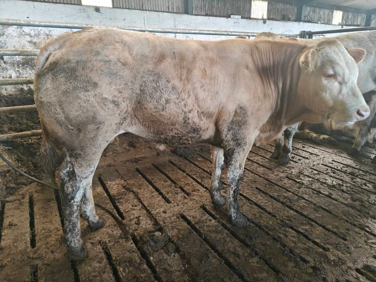 Selection of Blonde bulls - Image 4