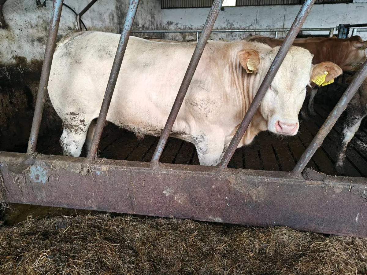 Selection of Blonde bulls - Image 1