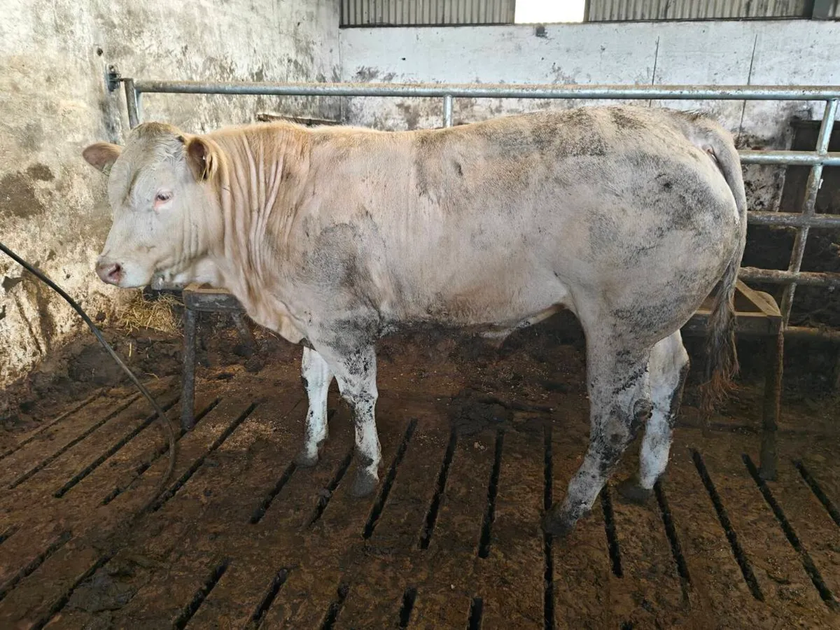 Selection of Blonde bulls - Image 2