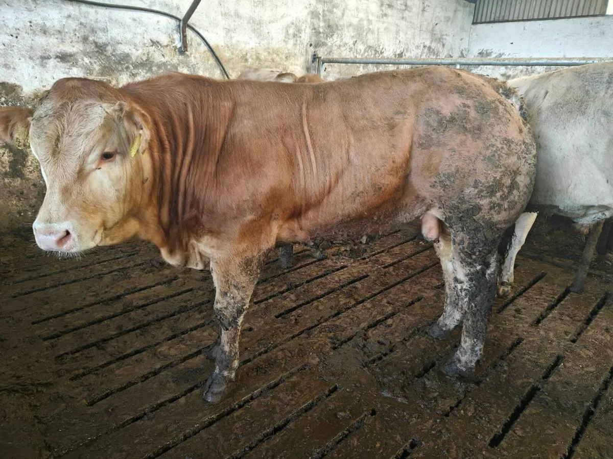 Selection of Blonde bulls - Image 3