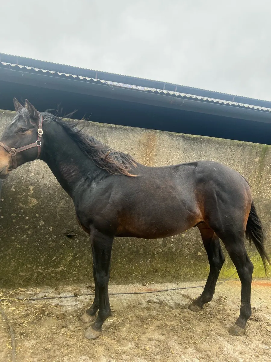 TB  COLT / STALLION Bay  4 Yr Old - Image 2