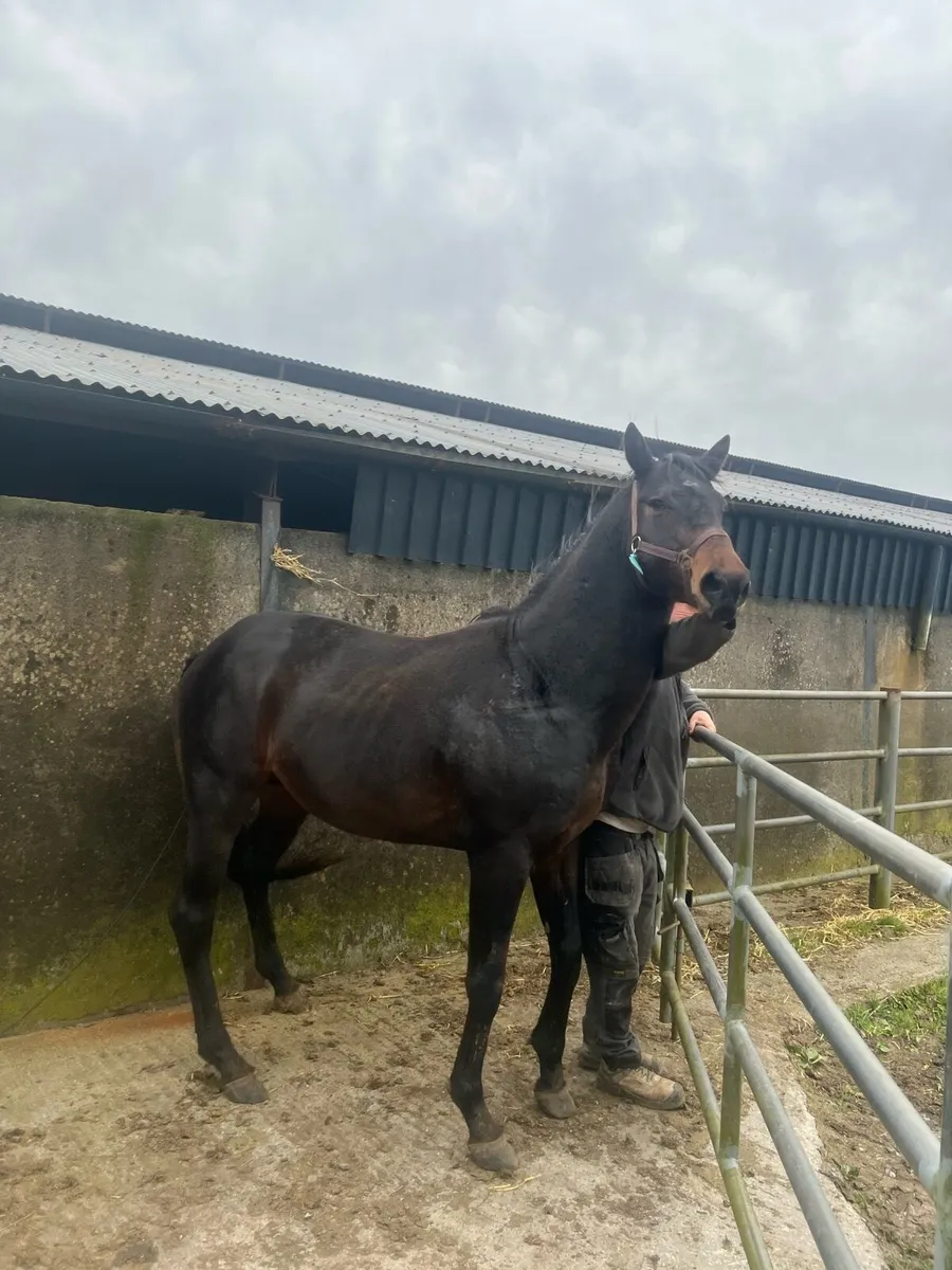 TB  COLT / STALLION Bay  4 Yr Old - Image 4